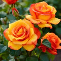 Orange Yellow Rose Flower Seeds for Planting – Heirloom, Non-GMO, High Germination Garden Seeds