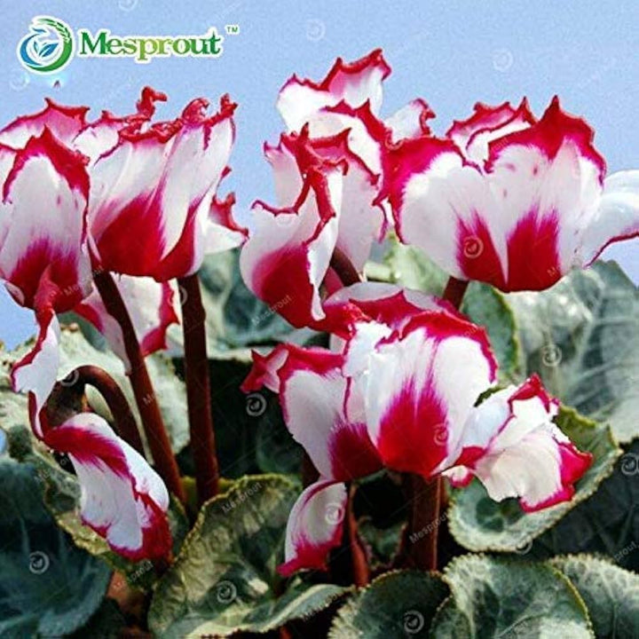 Flower Seeds, Seeds,Seeds For Planting,Plant Seeds