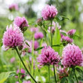 Pink Clover Flower Seeds for Planting – Heirloom, Non-GMO, High Germination Organic Garden Seeds