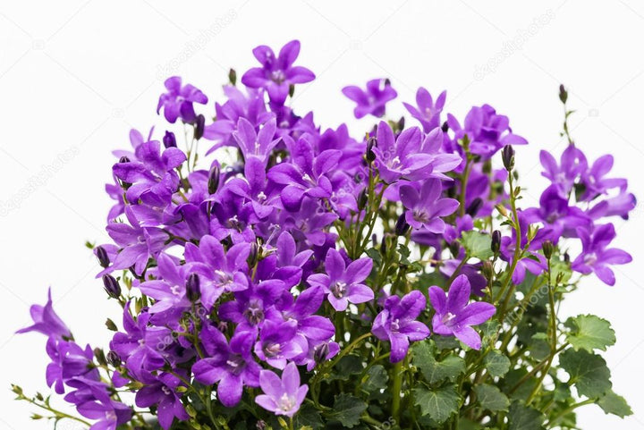 Flower Seeds, Seeds,Seeds For Planting,Plant Seeds