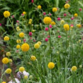 Craspedia Flower Seeds for Planting – Heirloom, Non-GMO, High Germination Organic Garden Seeds