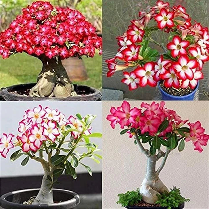 Mixed Adenium Obesum Flower Seeds for Planting – Heirloom, Non-GMO Drought-Tolerant Organic Garden Seeds