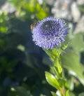 Globularia Flower Seeds for Planting – Heirloom, Non-GMO, Sun-Loving Garden Seeds