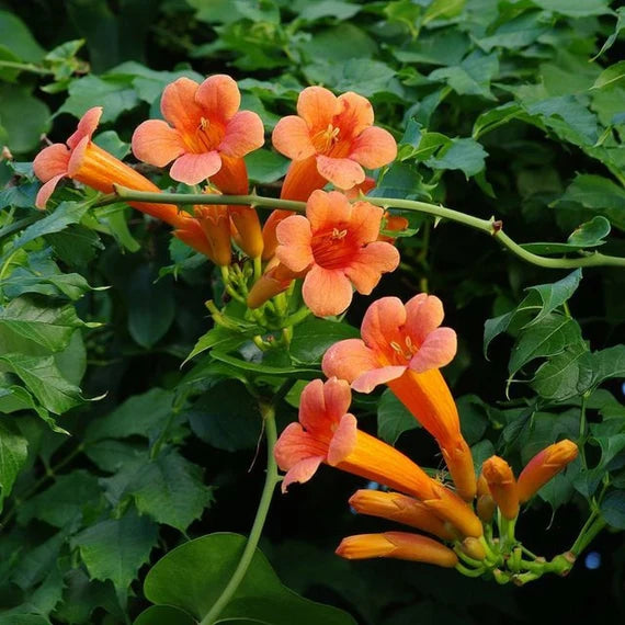 Flower Seeds, Seeds,Seeds For Planting,Plant Seeds