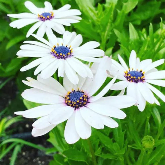 White Arctotis Flower Seeds for Planting – Heirloom, Non-GMO, Long-Bloom Garden Seeds
