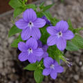 Violet Browallia Flower Seeds for Planting – Heirloom, Non-GMO, High Germination Organic Garden Seeds
