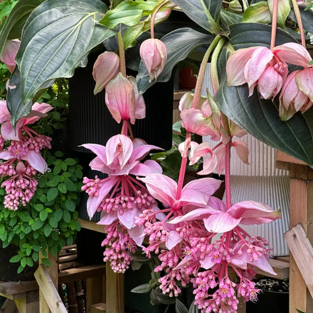 Flower Seeds, Seeds,Seeds For Planting,Plant Seeds