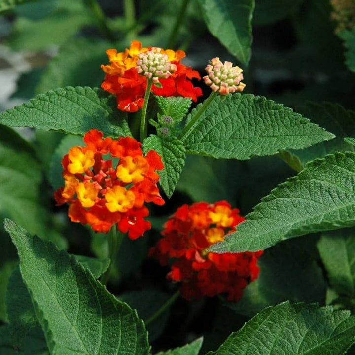 Flower Seeds, Seeds,Seeds For Planting,Plant Seeds