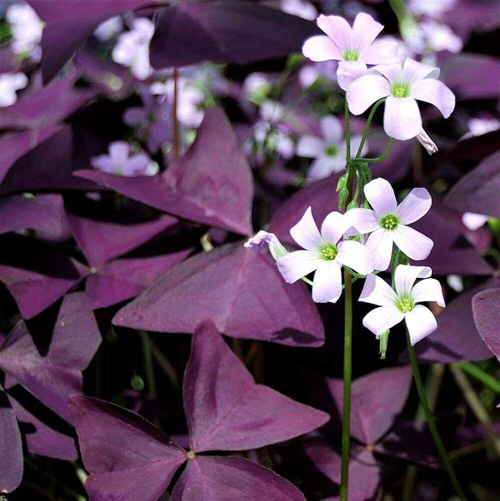 Flower Seeds, Seeds,Seeds For Planting,Plant Seeds