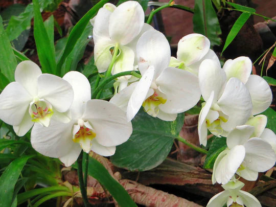 White Cymbidium Orchid Flower Seeds for Planting – Heirloom, Non-GMO, High Germination Organic Garden Seeds
