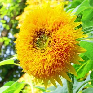 Flower Seeds, Seeds,Seeds For Planting,Plant Seeds
