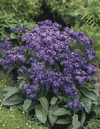Fresh Heliotrope Flower Seeds for Planting – Heirloom, Non-GMO, High Germination Organic Garden Seeds