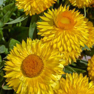 Flower Seeds, Seeds,Seeds For Planting,Plant Seeds