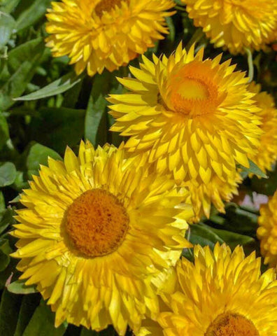 Flower Seeds, Seeds,Seeds For Planting,Plant Seeds