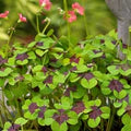 Oxalis Iron Cross Flower Seeds for Planting – Cottage Garden Essential, Heirloom, Non-GMO, High Germination Organic Seeds