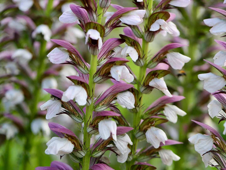 Purple White Acanthus Flower Seeds for Planting – Heirloom, Non-GMO, Perfect for Borders, High Germination