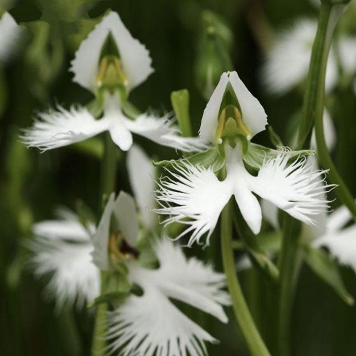 Flower Seeds, Seeds,Seeds For Planting,Plant Seeds