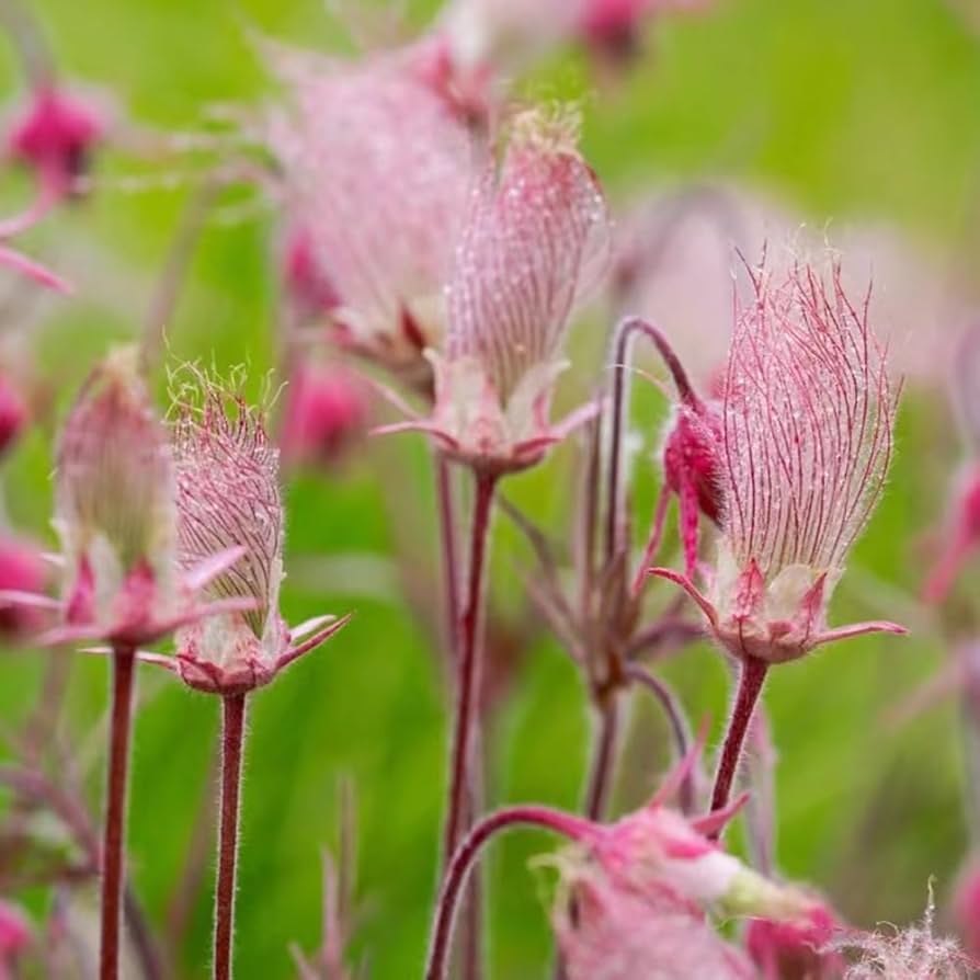 Flower Seeds, Seeds,Seeds For Planting,Plant Seeds