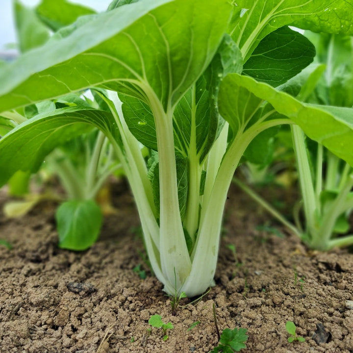 Flower Seeds, Seeds,Seeds For Planting,Plant Seeds