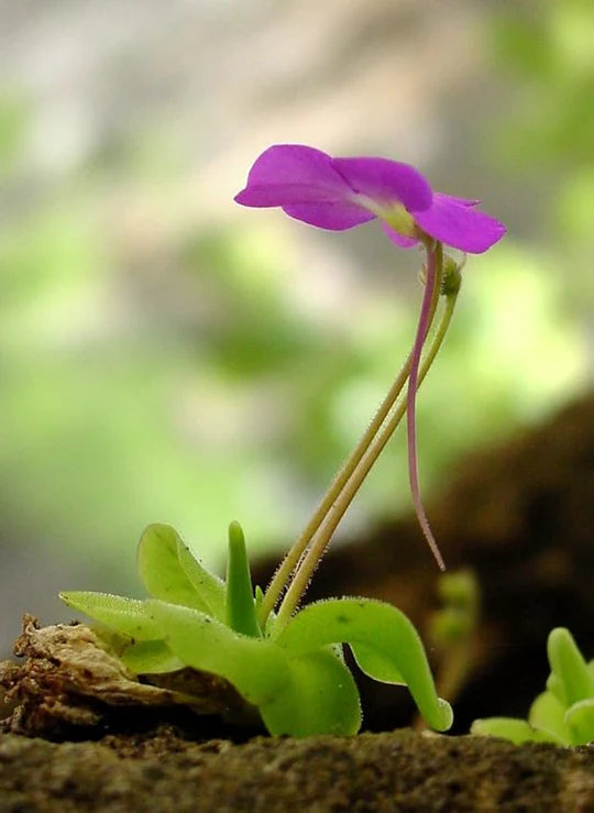 Pinguicula Moctezumae Flower Seeds for Planting – Heirloom, Non-GMO Shade-Tolerant Organic Garden Seeds