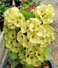 Yellow Euphorbia Flower Seeds for Planting – Heirloom, Non-GMO, High Germination Garden Seeds