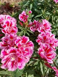 Monarch Mix Godetia grandiflora Flower Seeds for Planting – Organic, Heirloom & Non-GMO Blooms for Borders, Beds & Cottage Gardens
