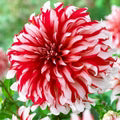 Dahlia Santa Claus Flower Seeds for Planting – Heirloom, Non-GMO, High Germination Organic Garden Seeds
