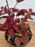 Hypoestes Flower Seeds for Planting | Heirloom Non-GMO Organic Garden Seeds