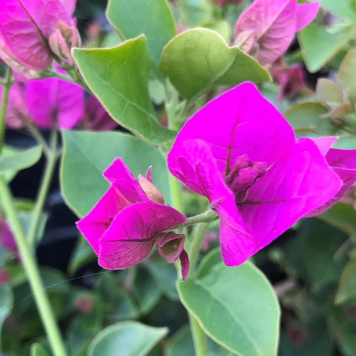 Purple Bougainvillea Flower Seeds for Planting – Heirloom, Non-GMO Bright Bloom Organic Garden Seeds