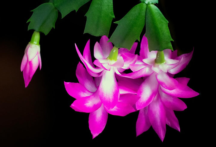 Pink Schlumbergera Flower Seeds for Planting – Heirloom, Non-GMO, High Germination Organic Garden Seeds