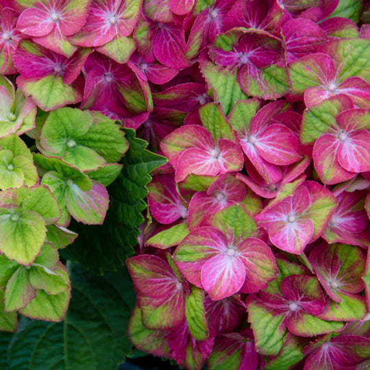 Green Pink Hydrangea Flower Seeds for Planting – Heirloom, Non-GMO, High Germination Organic Garden Seeds