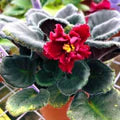 Red Saintpaulia Seeds – Heirloom, Non-GMO, Shade Tolerant
