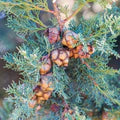 Italian Cypress Tree Seeds (Cupressus sempervirens) for Planting – Heirloom, Non-GMO, High Germination