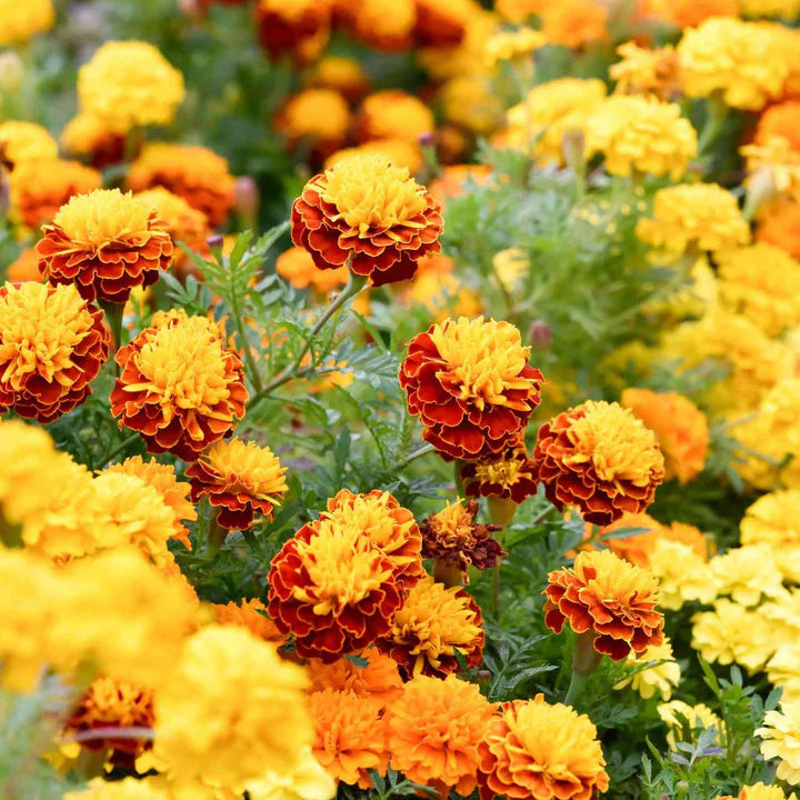 Mixed Marigold Flower Seeds for Planting – Heirloom, Non-GMO, Easy-to-Grow Garden Bloom Seeds for Vibrant Flowers