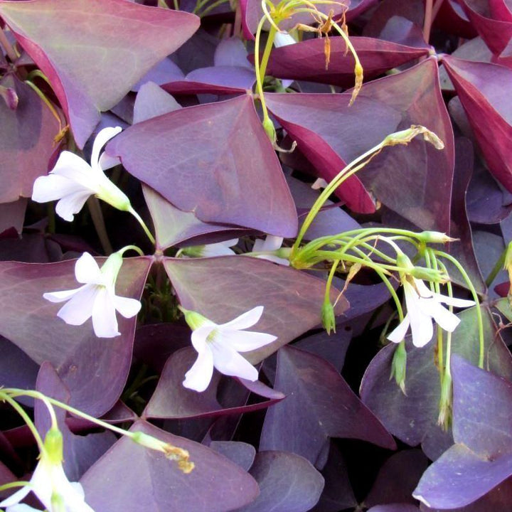 Flower Seeds, Seeds,Seeds For Planting,Plant Seeds