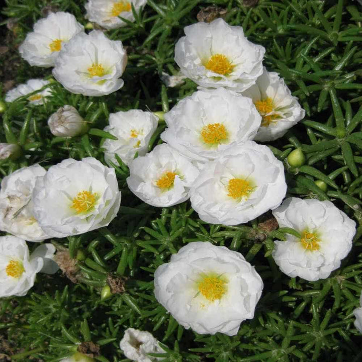 Flower Seeds, Seeds,Seeds For Planting,Plant Seeds