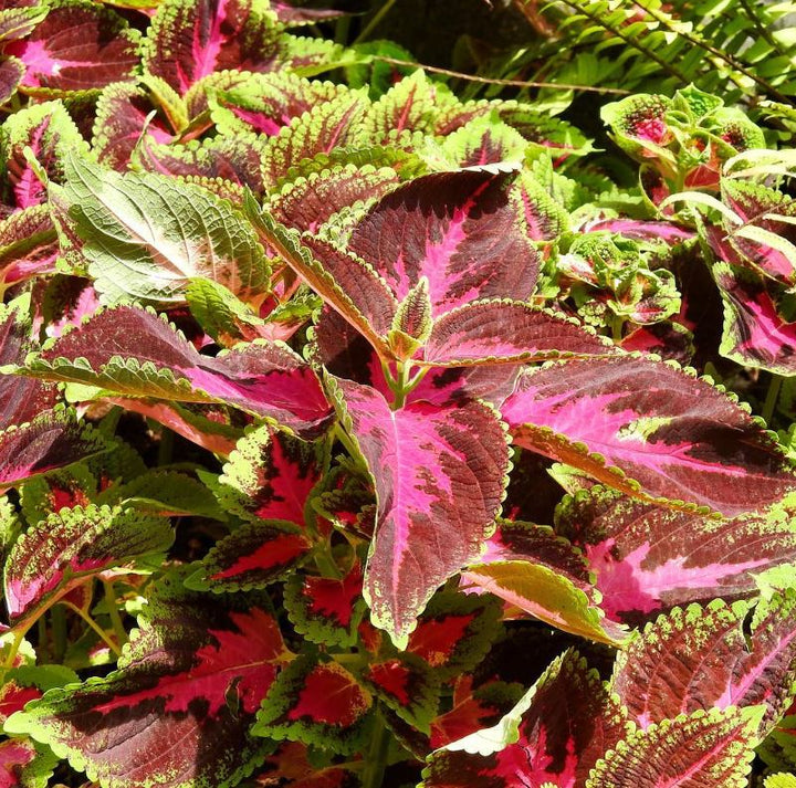 Flower Seeds, Seeds,Seeds For Planting,Plant Seeds