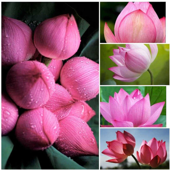 Flower Seeds, Seeds,Seeds For Planting,Plant Seeds