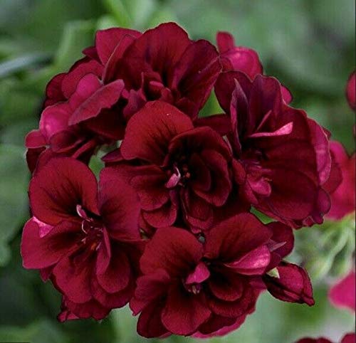 Dark Burgundy Geranium Flower Seeds for Planting – Heirloom, Non-GMO, High Germination Organic Garden Seeds