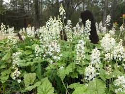 Flower Seeds, Seeds,Seeds For Planting,Plant Seeds