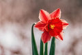 Red Daffodils Flower Seeds for Planting – Heirloom, Non-GMO, High Germination Organic Garden Seeds