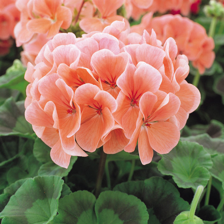 Flower Seeds, Seeds,Seeds For Planting,Plant Seeds