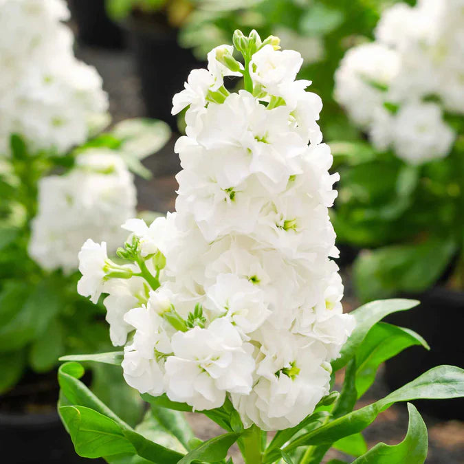 Flower Seeds, Seeds,Seeds For Planting,Plant Seeds