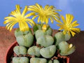 Yellow Conophytum Flower Seeds for Planting – Heirloom, Non-GMO, Organic Garden Seeds