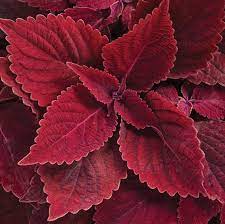 Deep Red Coleus Flower Seeds for Planting – Heirloom, Non-GMO, High Germination Garden Seeds
