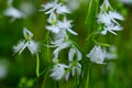 White Egret Flower Seeds for Planting – Heirloom, Non-GMO Drought-Tolerant Organic Garden Seeds