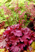 Red Coral Heuchera Flower Seeds for Planting – Heirloom, Non-GMO Border-Perfect Organic Garden Seeds