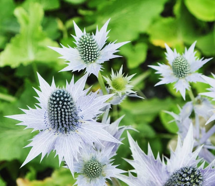 Flower Seeds, Seeds,Seeds For Planting,Plant Seeds