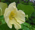 Cream Nasturtium Flower Seeds for Planting – Heirloom, Non-GMO, High Germination Garden Seeds