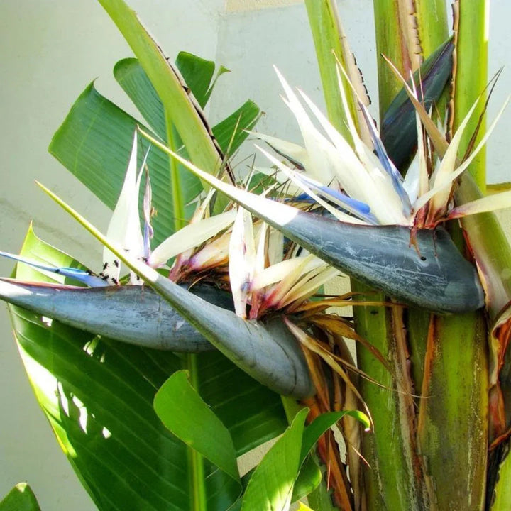 Flower Seeds, Seeds,Seeds For Planting,Plant Seeds